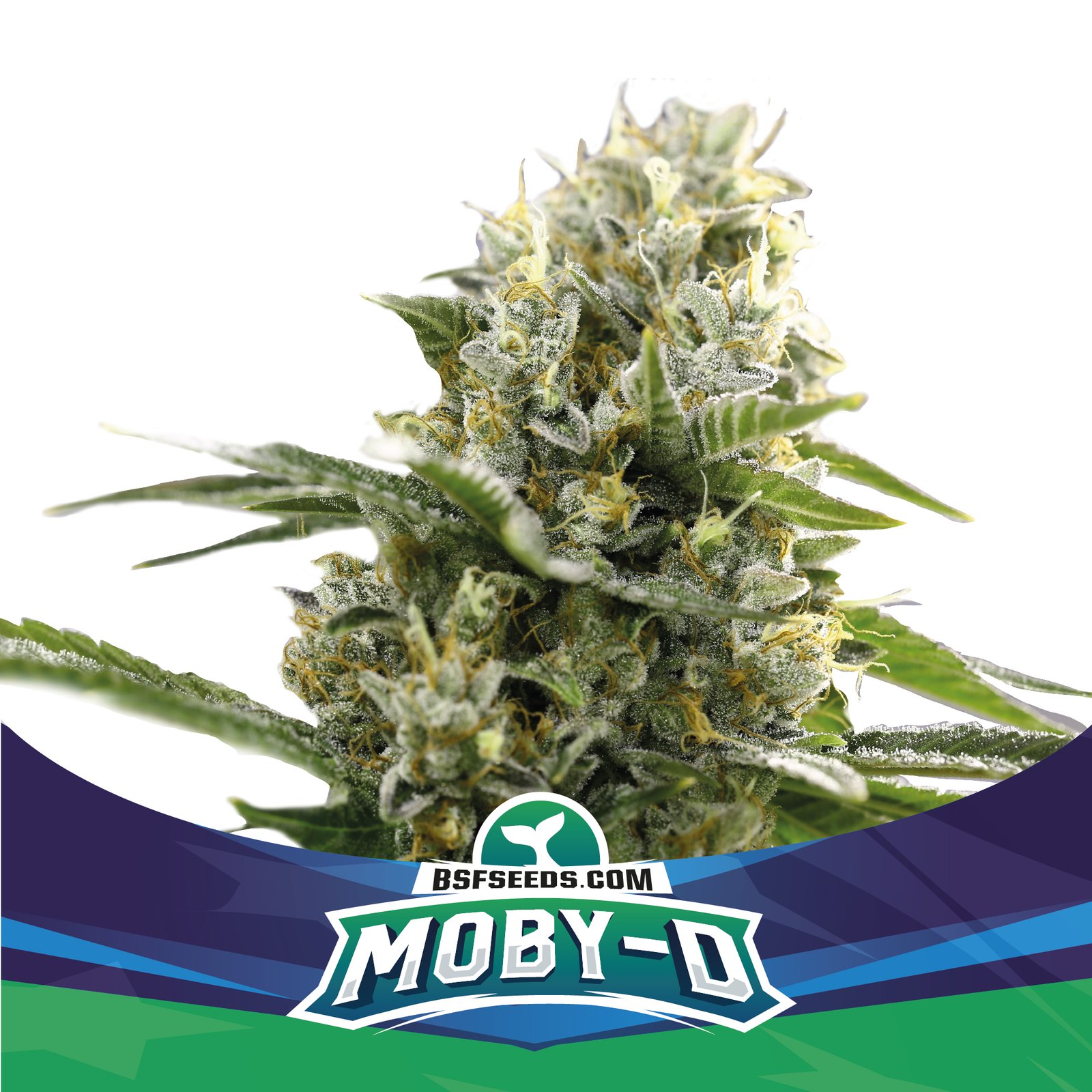 Semillas de COLECCION BSF - MOBY-D XXL Auto x2