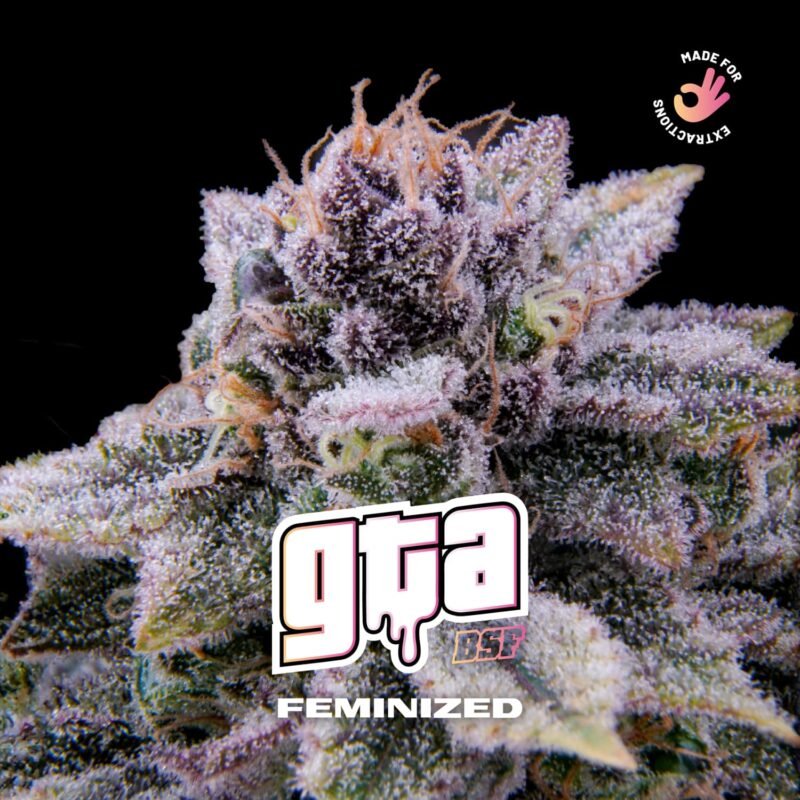 Semillas de COLECCION BSF - GTA FEMINIZED x2