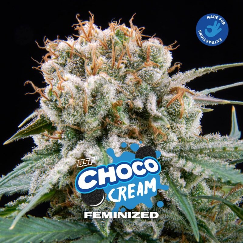 Semillas de COLECCION BSF - CHOCO CREAM FEMINIZED x2