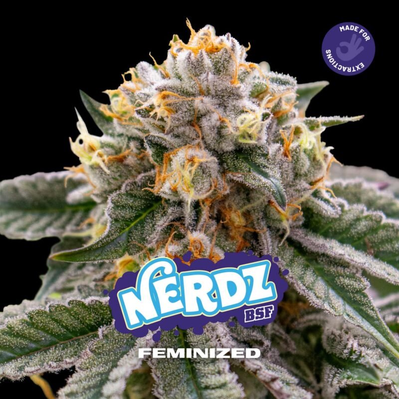 Semillas de COLECCION BSF - NERDZ FEMINIZED x2