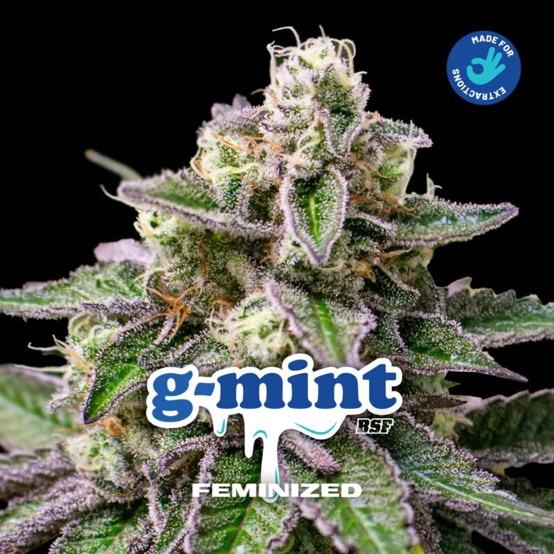Semillas de COLECCION BSF - G-MINT FEMINIZED x2