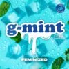 Semillas de COLECCION BSF - G-MINT FEMINIZED x2 - Imagen 4