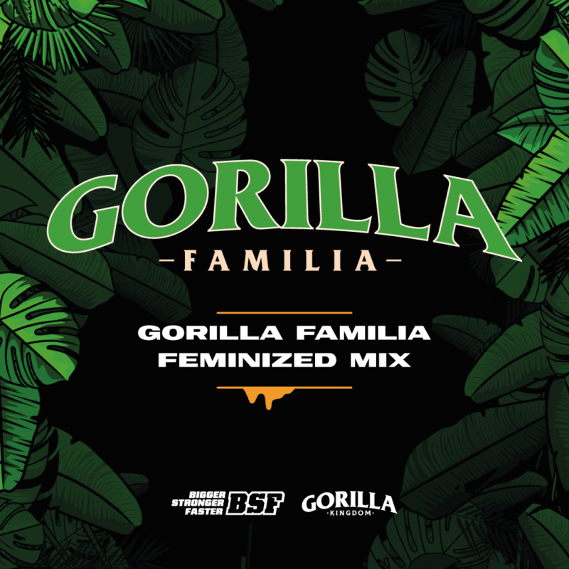 Semillas de COLECCION BSF - GORILLA FAMILIA FEMINIZED MIX x12