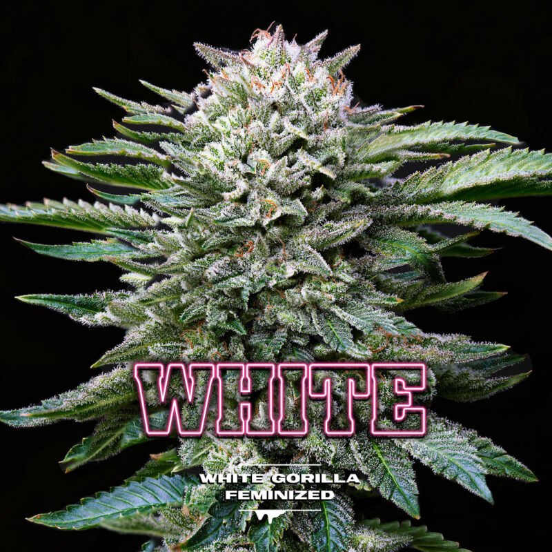 Semillas de COLECCION BSF - White Gorilla x2