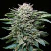 Semillas de COLECCION BSF - White Gorilla x2 - Imagen 2