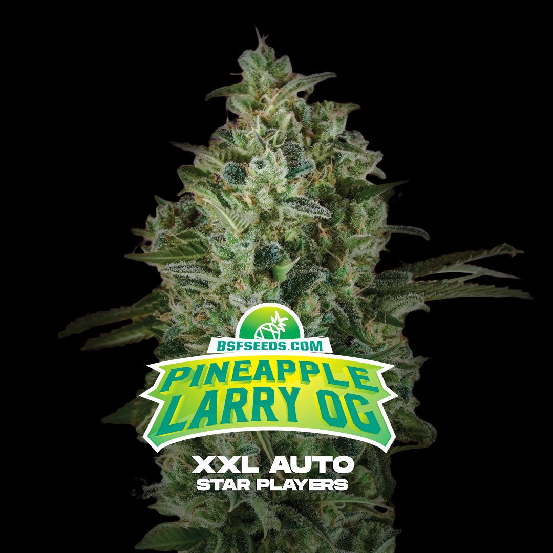 Semillas de COLECCION BSF - PINEAPPLE LARRY OG XXL AUTO x2