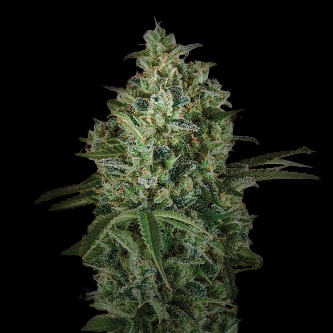 Semillas de COLECCION BSF - PINEAPPLE LARRY OG XXL AUTO x2 - Imagen 3