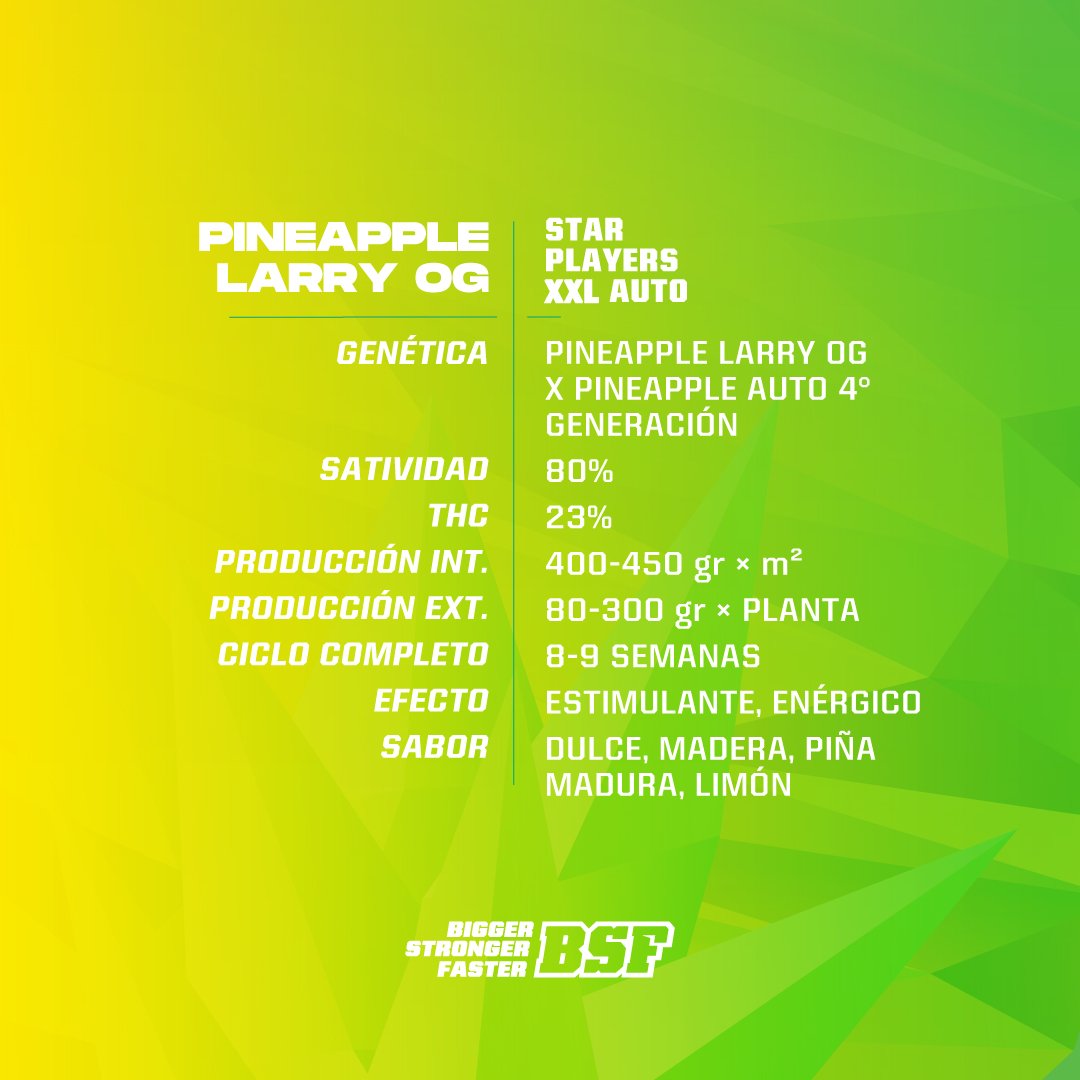 Semillas de COLECCION BSF - PINEAPPLE LARRY OG XXL AUTO x2 - Imagen 2