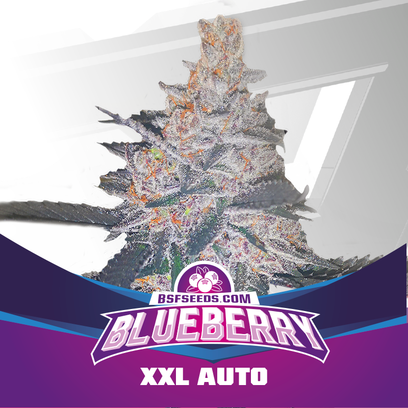 Semillas de COLECCION BSF - BLUE BERRY XXL AUTO x4