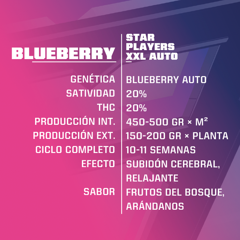 Semillas de COLECCION BSF - BLUE BERRY XXL AUTO x4 - Imagen 2