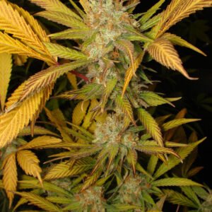 Semillas de COLECCION Silver River Seeds FOTOPERIODICA - FLASH x5