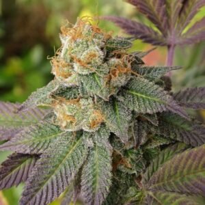 Semillas de COLECCION Silver River Seeds FOTOPERIODICA - GORILASH x5