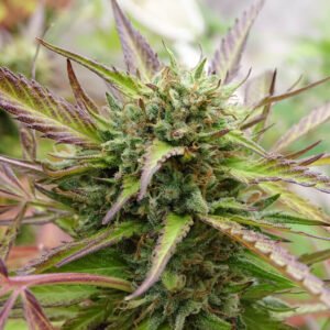 Semillas de COLECCION Silver River Seeds FOTOPERIODICA - SOUR FLASH x5