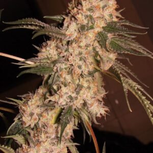 Semillas de COLECCION Silver River Seeds FOTOPERIODICA - STAR POWER x5