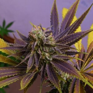 Semillas de COLECCION Silver River Seeds FOTOPERIODICA - APPLE COOKIES x5