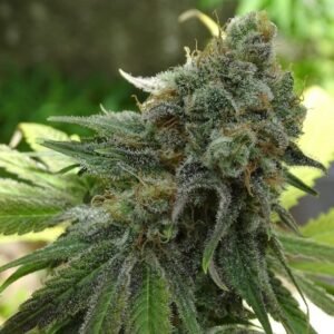 Semillas de COLECCION Silver River Seeds FOTOPERIODICA - CHERRY OG x5