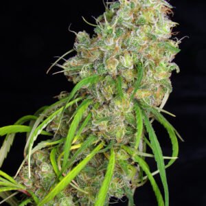 Semillas de COLECCION Silver River Seeds FOTOPERIODICA - DESTRO x5