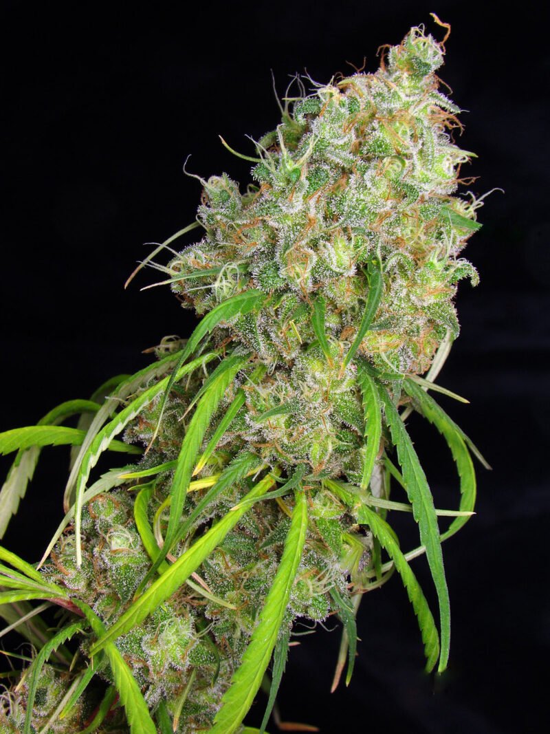 Semillas de COLECCION Silver River Seeds FOTOPERIODICA - DESTRO x5