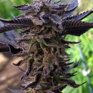 Semillas de COLECCION Silver River Seeds FOTOPERIODICA - JACK LEMONADE x5