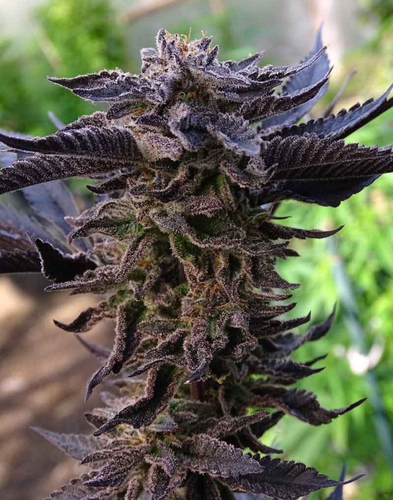 Semillas de COLECCION Silver River Seeds FOTOPERIODICA - JACK LEMONADE x5