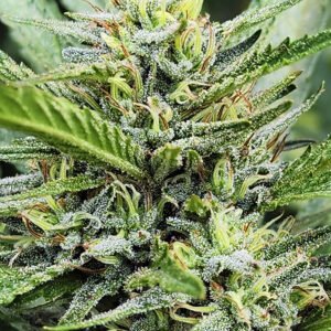 Semillas de COLECCION Silver River Seeds FOTOPERIODICA - MANDARUNTZ x5
