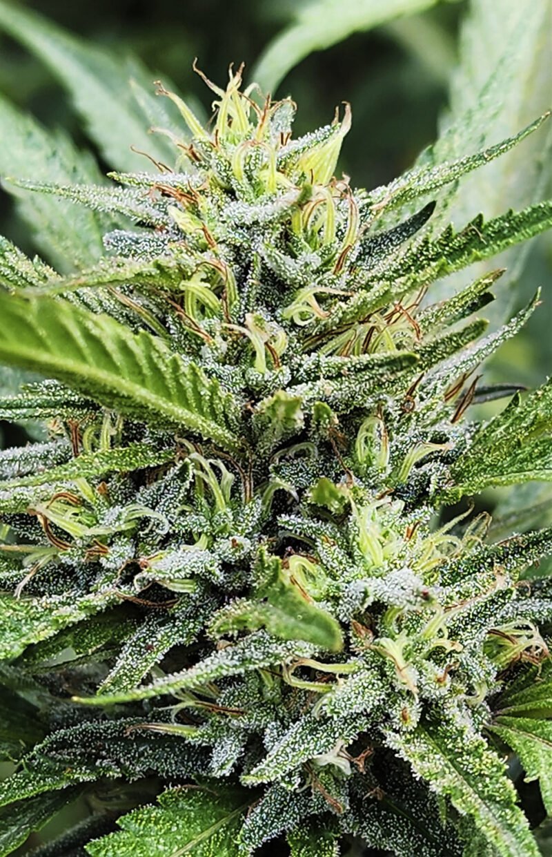 Semillas de COLECCION Silver River Seeds FOTOPERIODICA - MANDARUNTZ x5