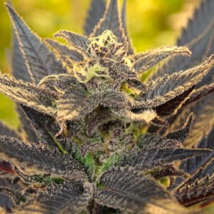 Semillas de COLECCION Silver River Seeds FOTOPERIODICA - PURPLE TRAINGIE x5