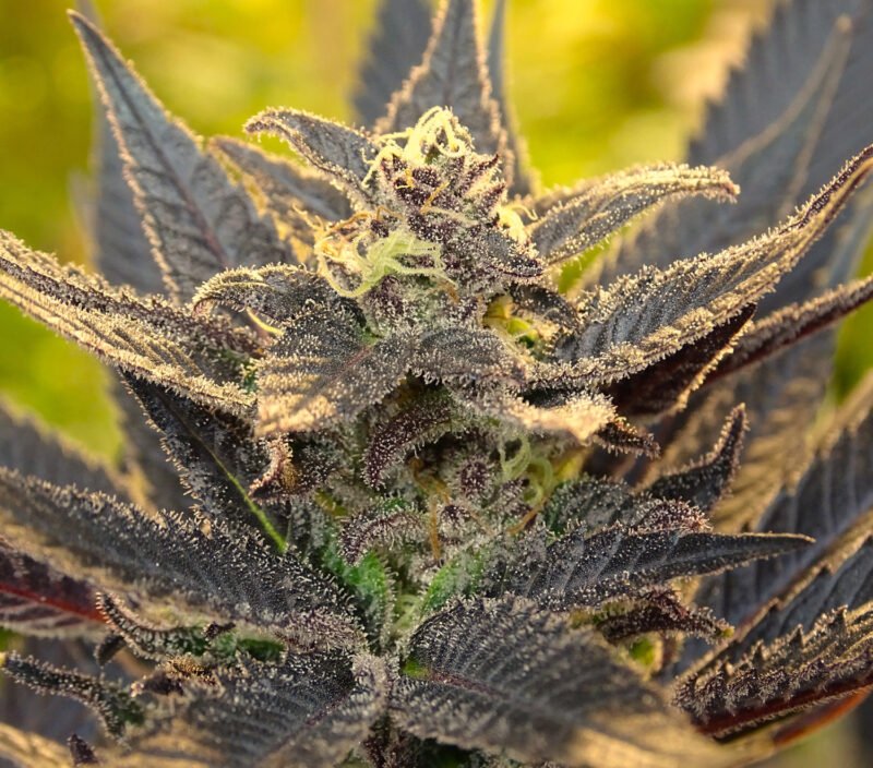 Semillas de COLECCION Silver River Seeds FOTOPERIODICA - PURPLE TRAINGIE x5