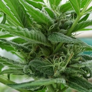 Semillas de COLECCION Silver River Seeds FOTOPERIODICA - SOUR DESTRO x5