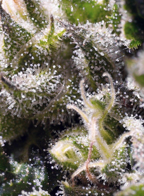 Semillas de COLECCION Sweet Seeds - Cream Caramel auto 3+1 - Imagen 2