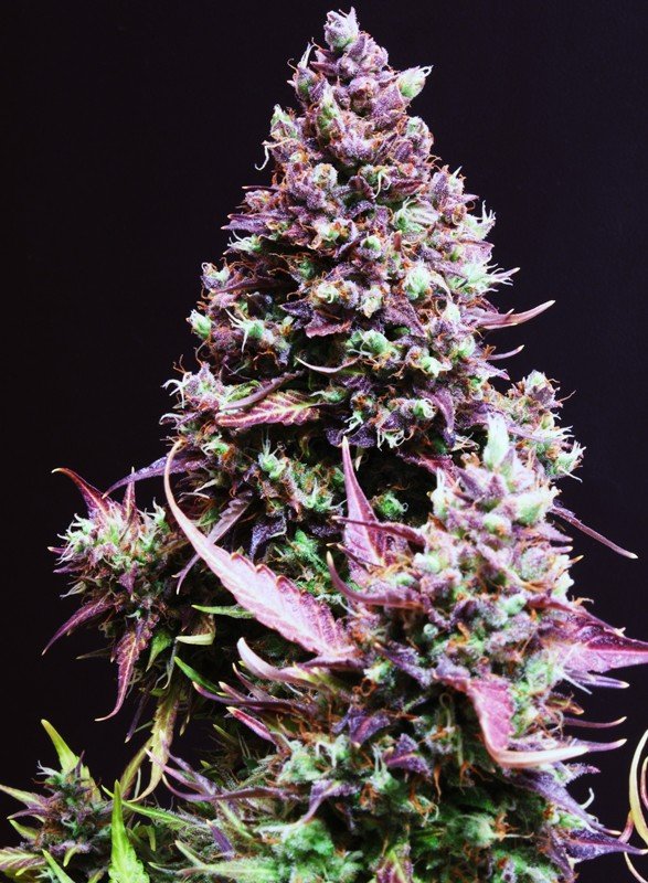 Semillas de COLECCION Sweet Seeds - Cream Caramel auto 3+1 - Imagen 3