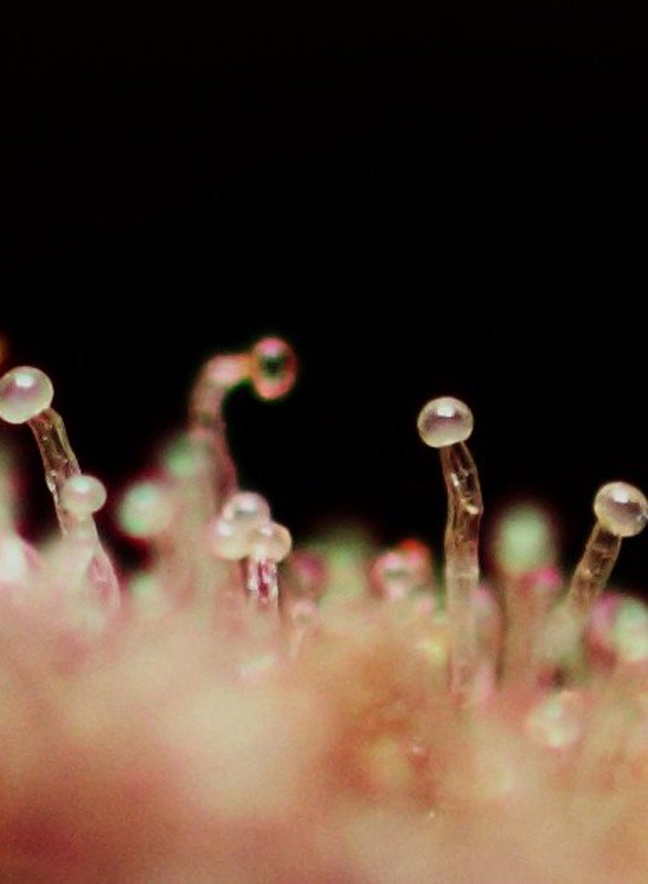 Semillas de COLECCION Sweet Seeds - Cream Caramel auto 3+1 - Imagen 4