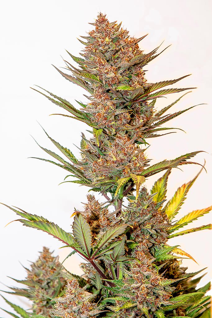 Semillas de COLECCION Silver River Seeds AUTOMATICA - CHERRY BANANA x5