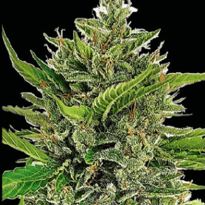 Semillas de COLECCION Silver River Seeds AUTOMATICA - DADDY OG x5