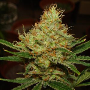 Semillas de COLECCION Silver River Seeds AUTOMATICA - LEMON BLUE CHEESE x5