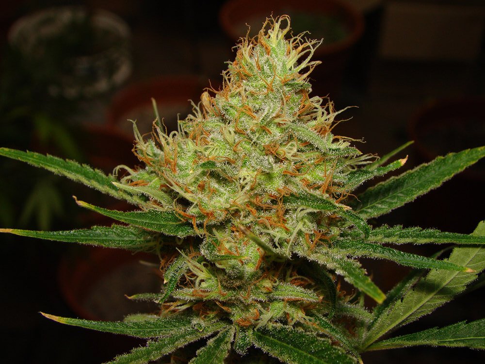 Semillas de COLECCION Silver River Seeds AUTOMATICA - LEMON BLUE CHEESE x5