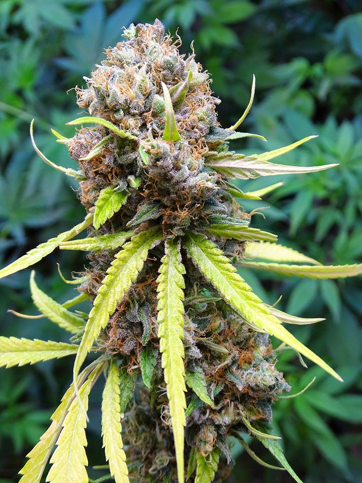 Semillas de COLECCION Silver River Seeds FOTOPERIODICA - RIVER HAZE x5