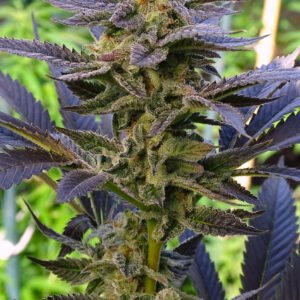 Semillas de COLECCION Silver River Seeds FOTOPERIODICA – CAIPIROG x5