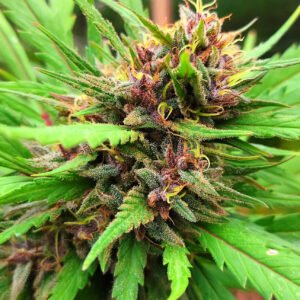 Semillas de COLECCION Silver River Seeds FOTOPERIODICA – CUASI FRUTTI x5
