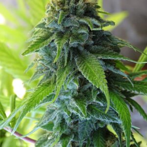 Semillas de COLECCION Silver River Seeds FOTOPERIODICA – MOHAN THAI x5